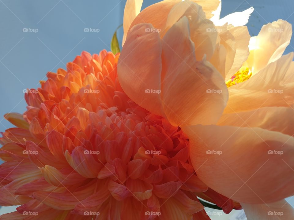 Flowers in warm colours. Close up.