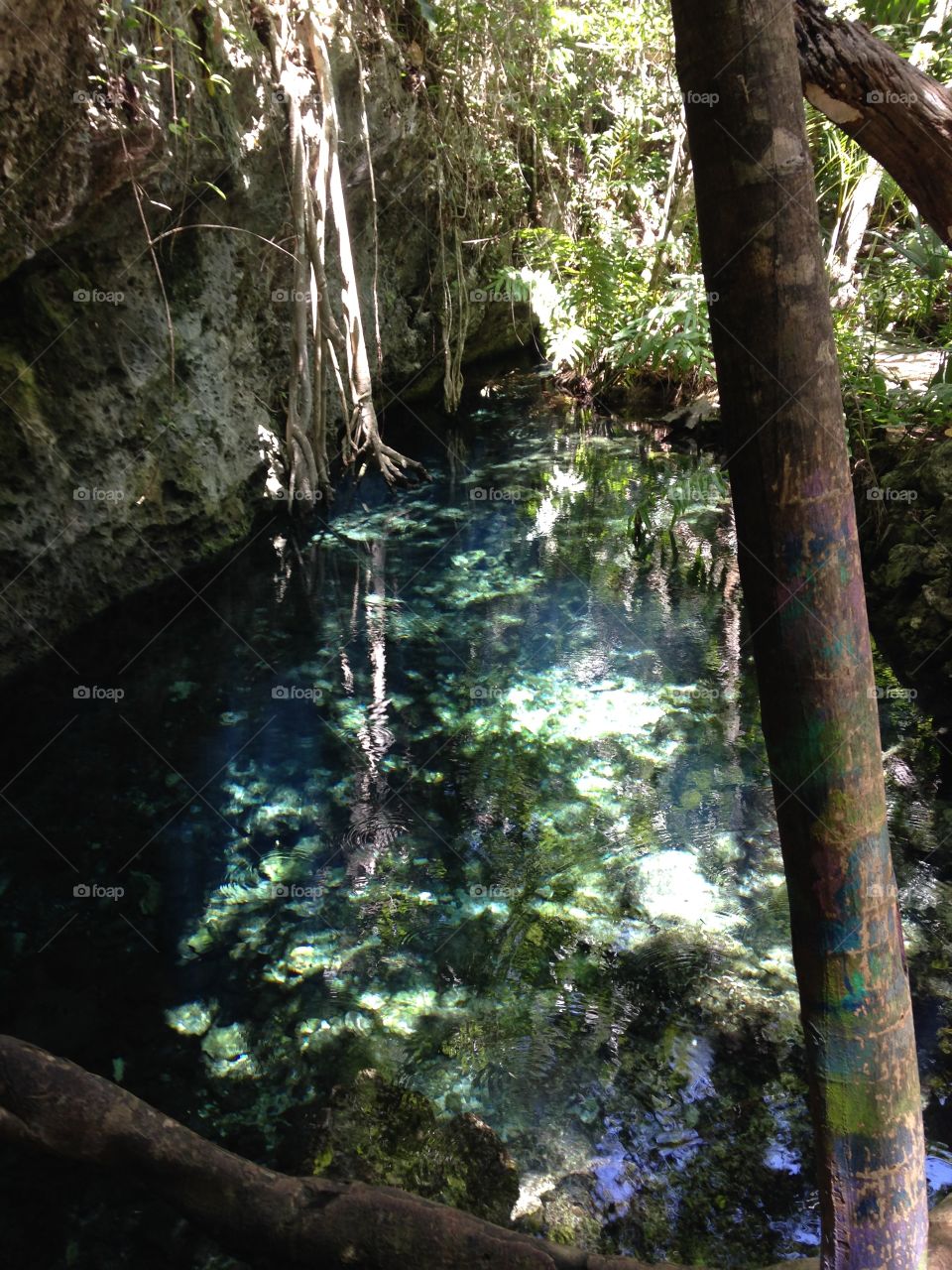 Lake, water, cenote, jungle, vacations, hollidays, mexico, cenote sacbe, nature, eco, tourism, leafs, branches reflection, clear, green, aquamarine