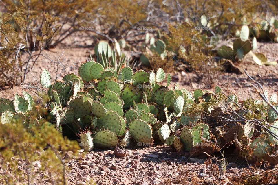 Cactus growing in the desert