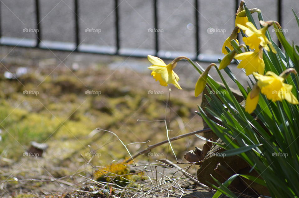 yellow daffodil