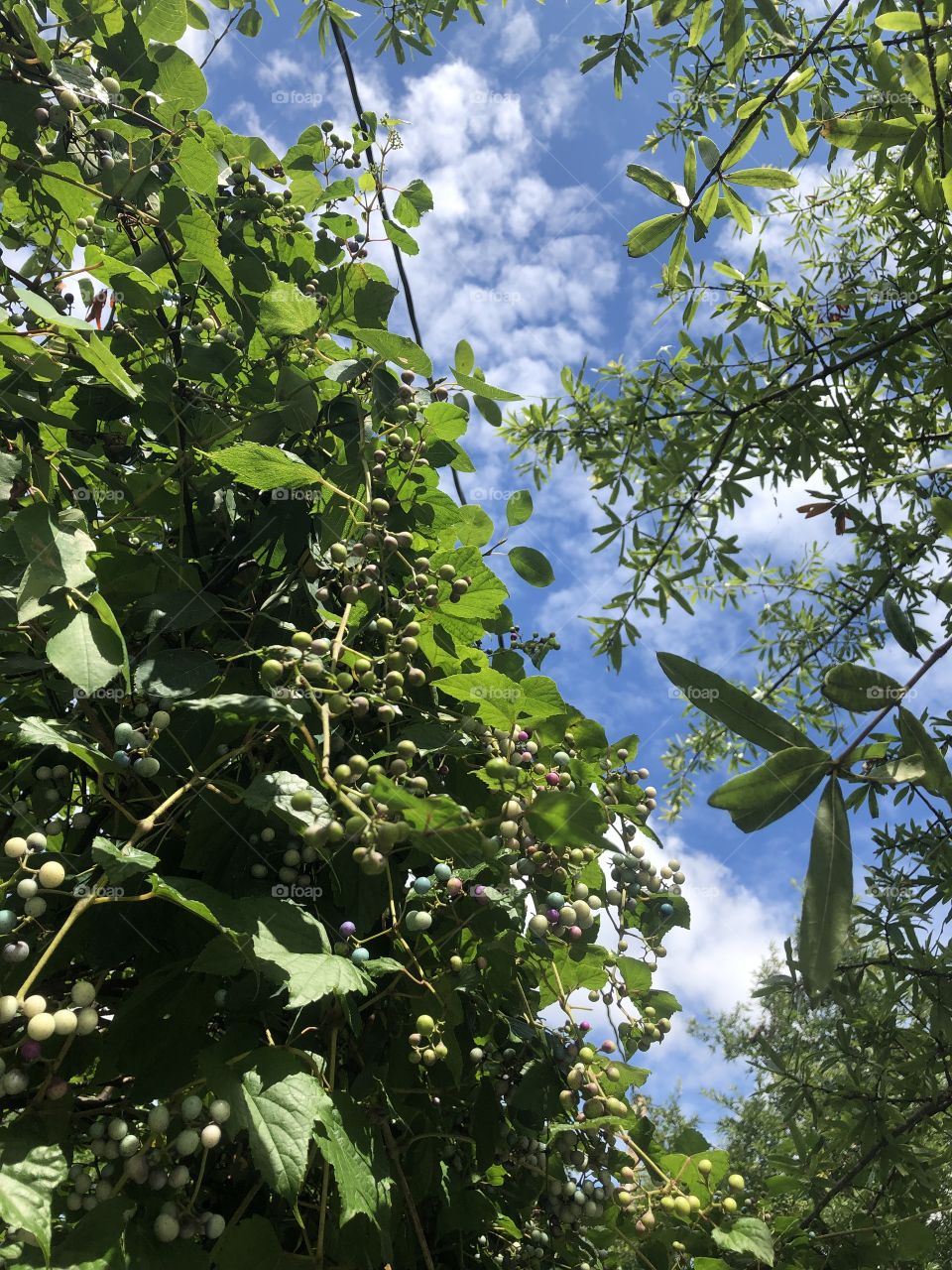 Berry bush outside with blue sky’s 