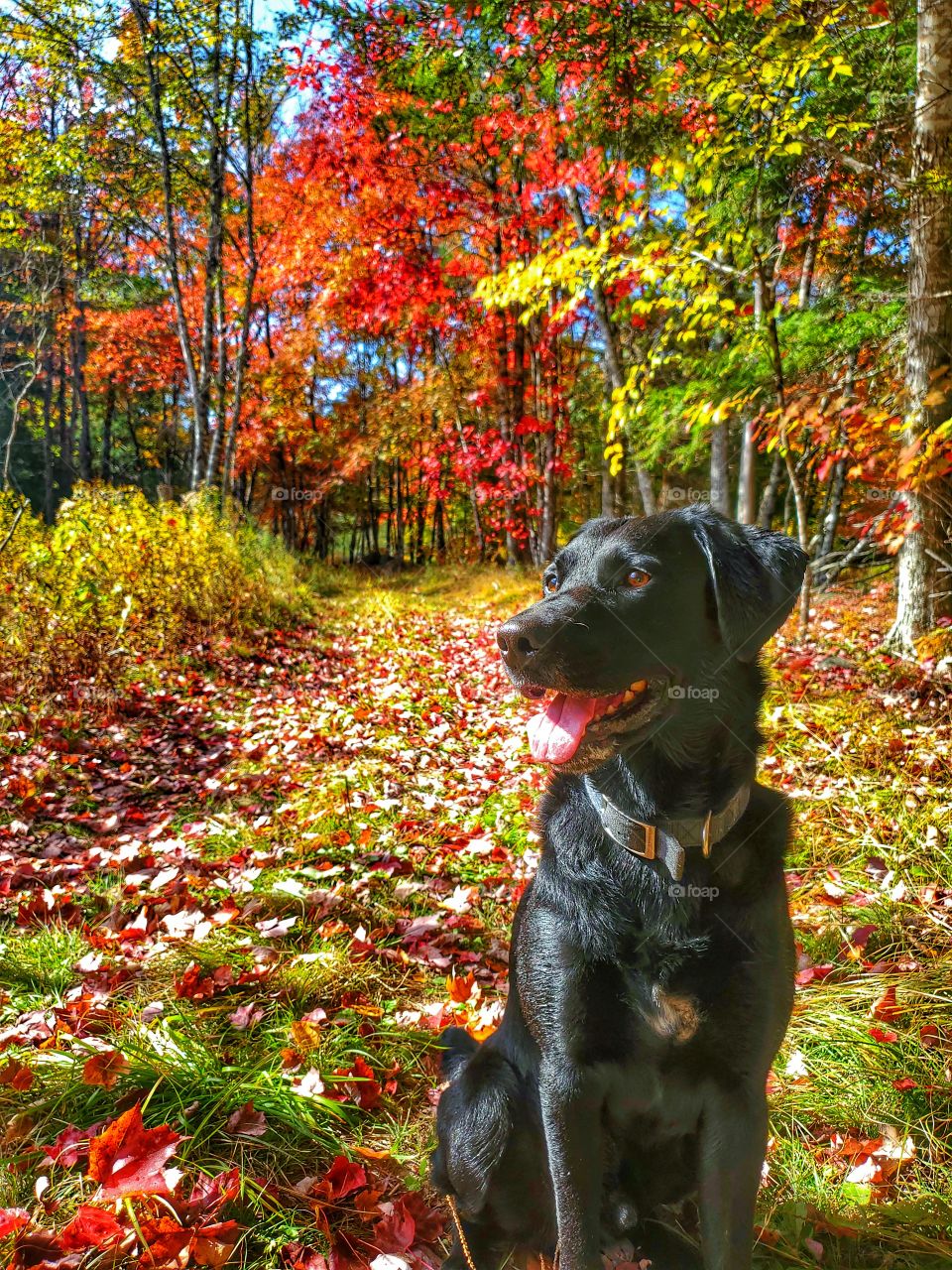 Moods of Autumn:
Walk through the changing leaves.