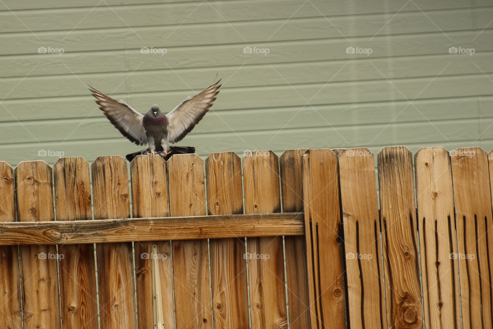 Pigeon landing on a fence 