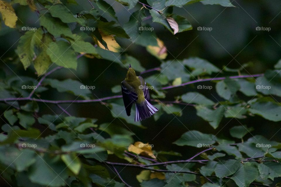 Yellow Warbler in Flight