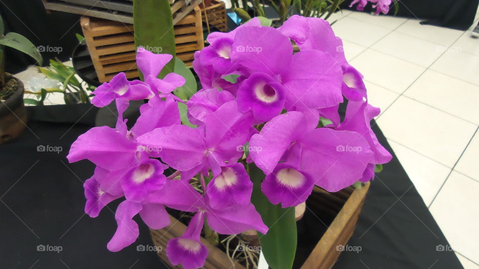 orquid