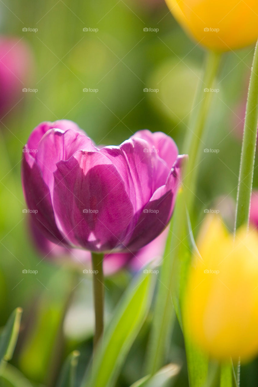 pink flower tulip lilac by splicanka