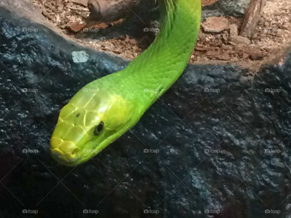 Eastern Green Mamba 