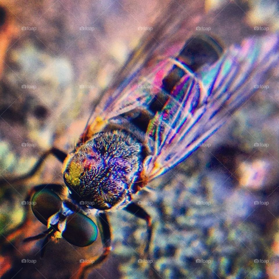 Macro Fly