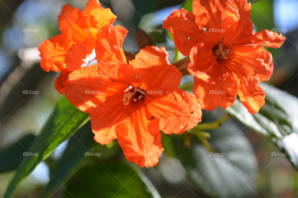 Orange hibiscus 