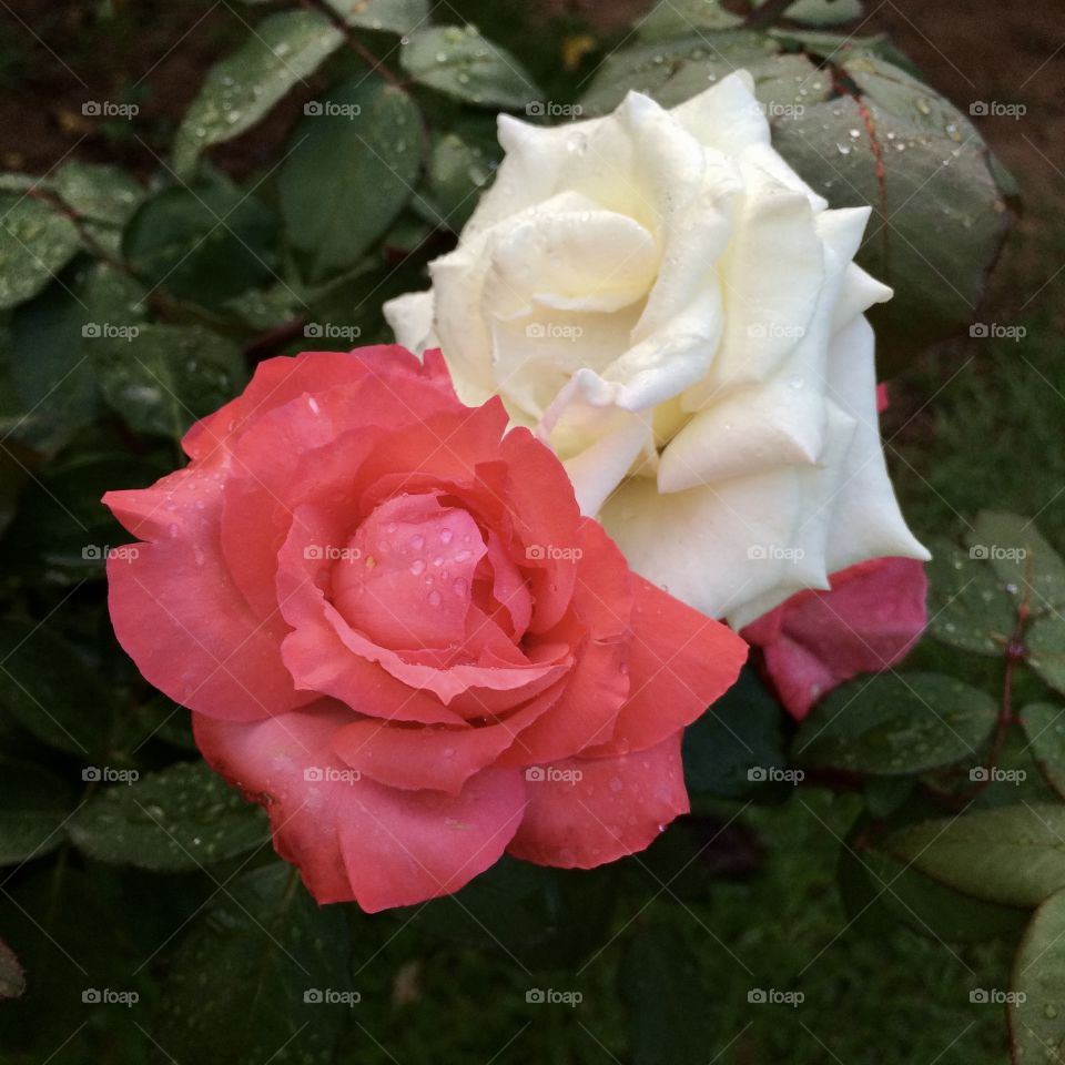 🌹 🇺🇸 Very beautiful flowers to brighten our day.  Live nature and its beauty. Did you like the delicate petals? / 🇧🇷 Flores muito bonitas para alegrar nosso dia. Viva a natureza e sua beleza. Gostaram das pétalas delicadas? 