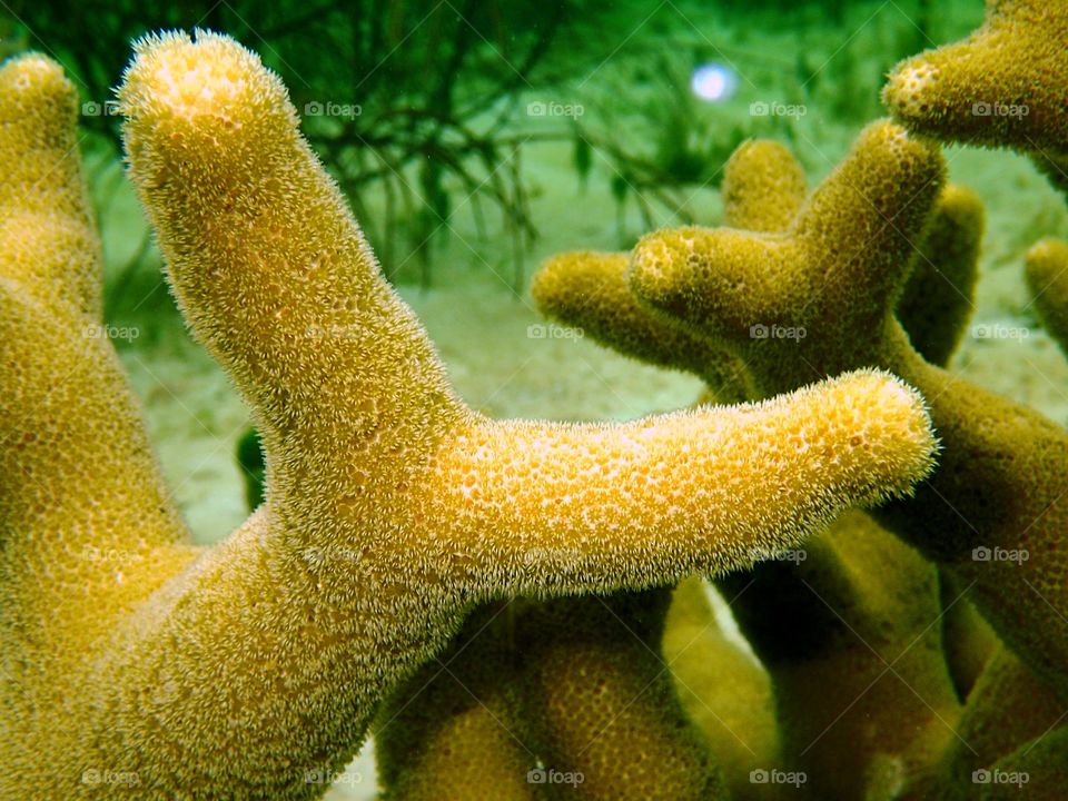 Underwater, Coral, No Person, Invertebrate, Fish