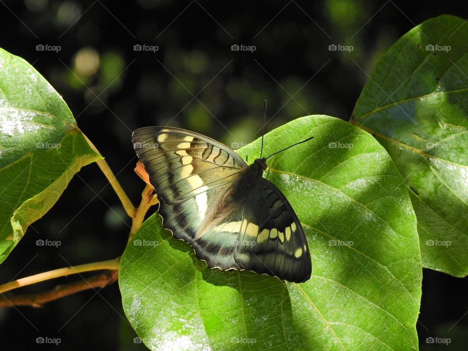 Beautiful and cute butterfly