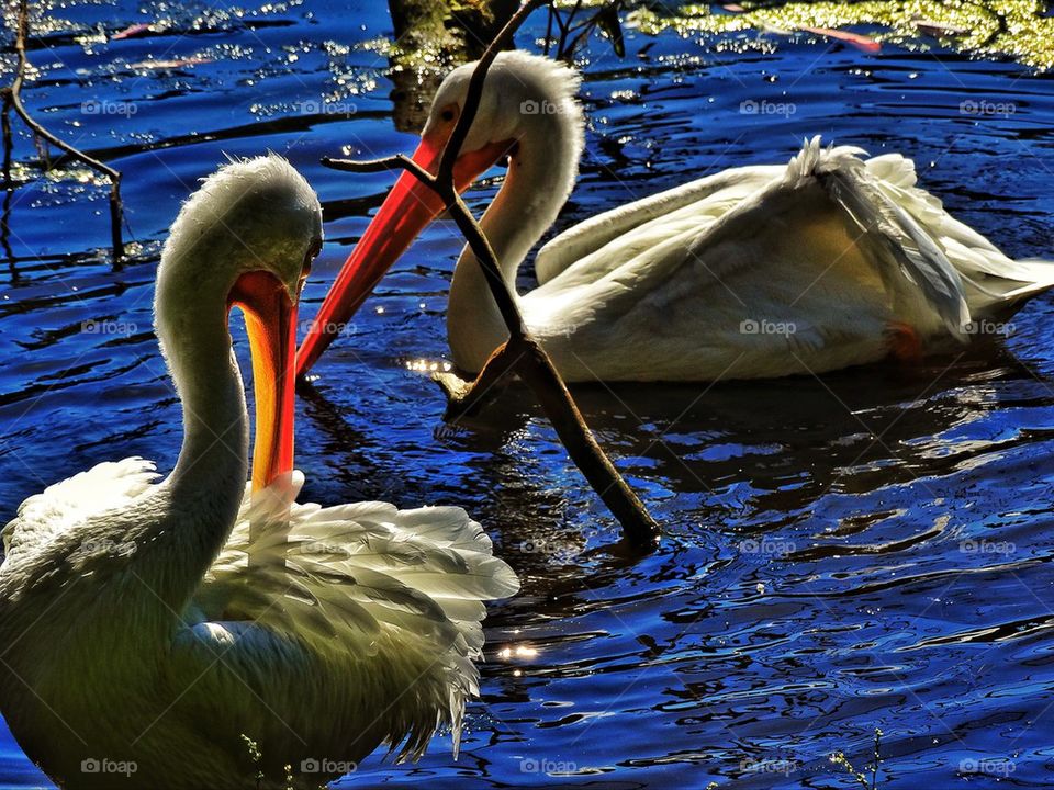 White storks