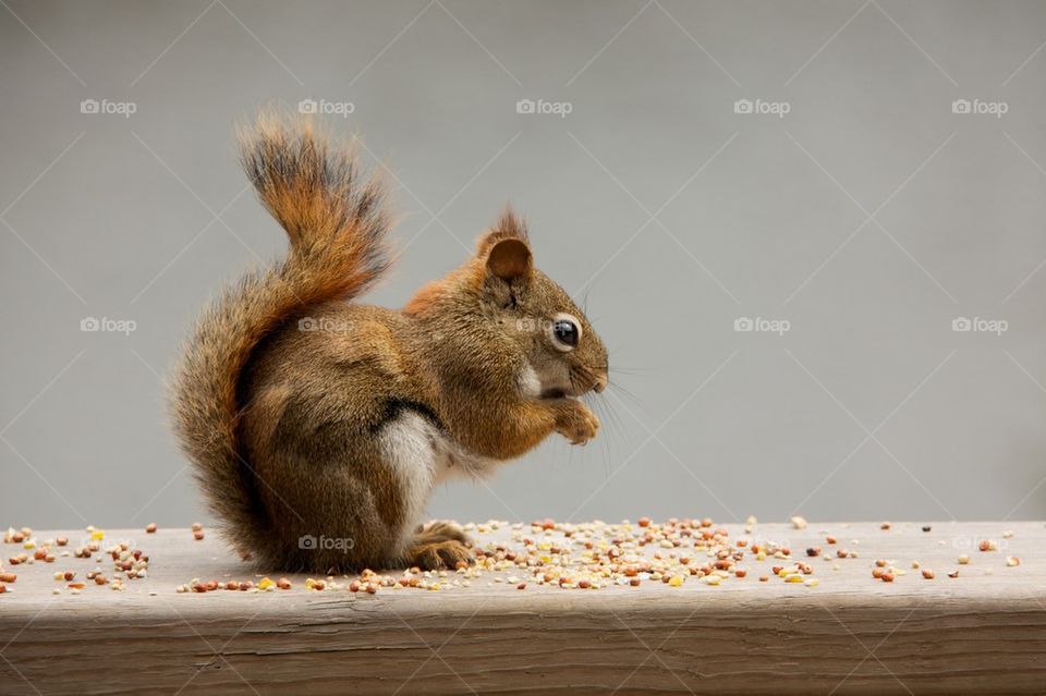 Nutty squirrel