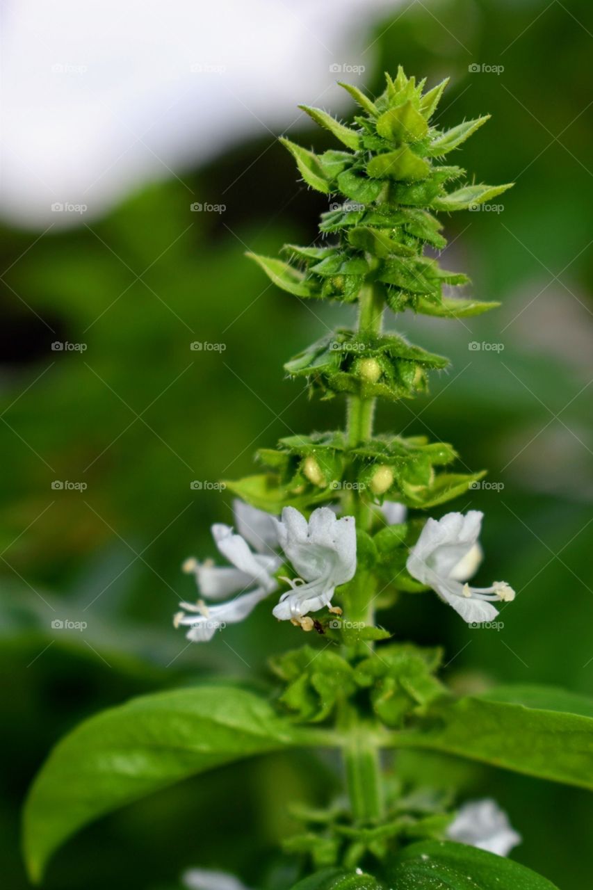 Basilic plant