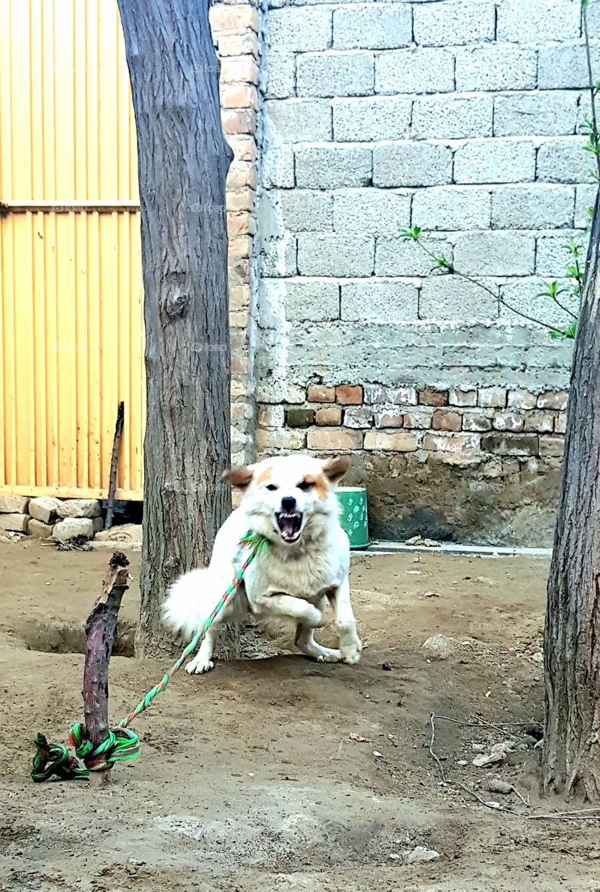 Teasing a dogs makes it acting so wild like barking and running back and forth.