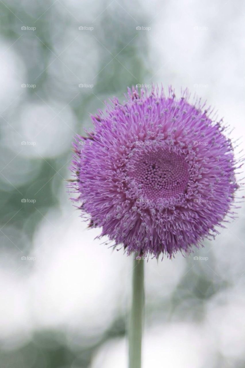 Purple flower