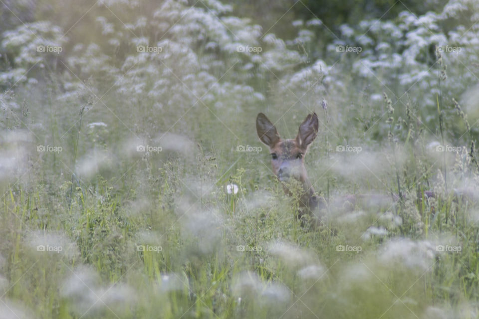 deer in the grass/flowers