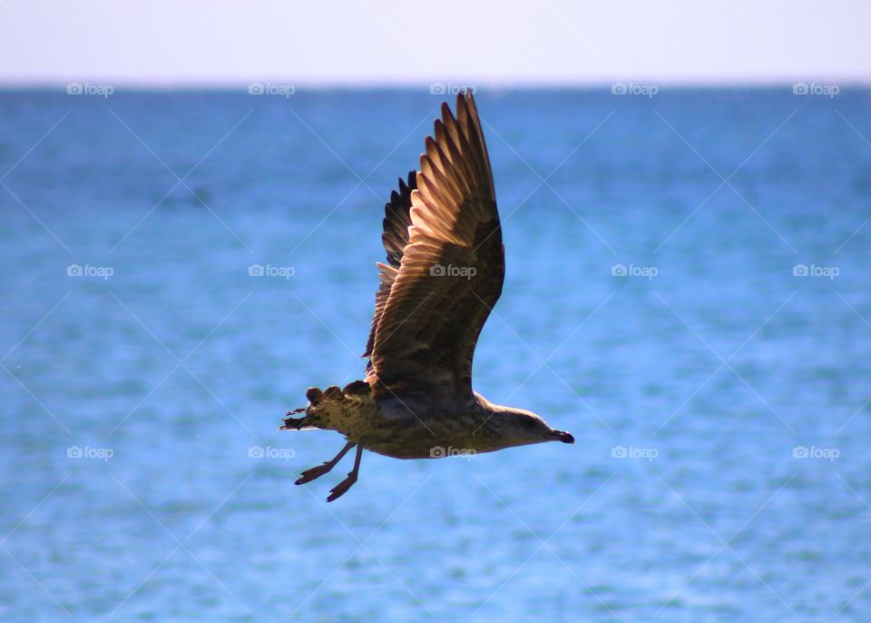 Seagull :) I like them  all :)