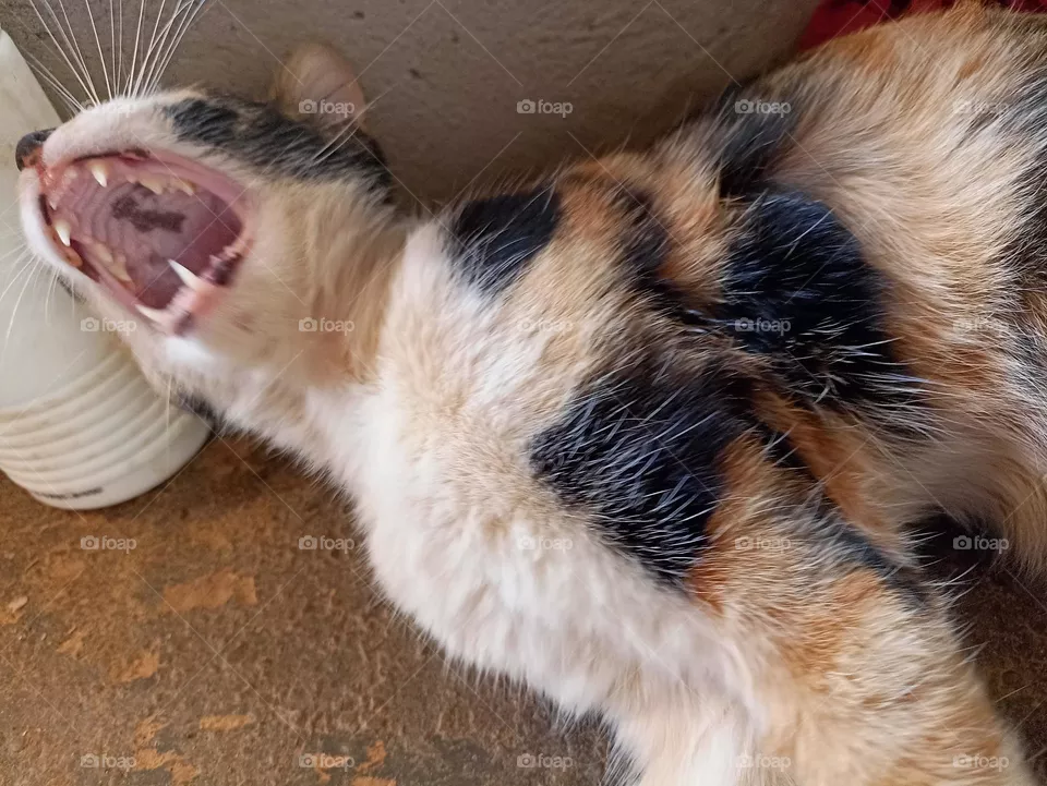 gato com sono