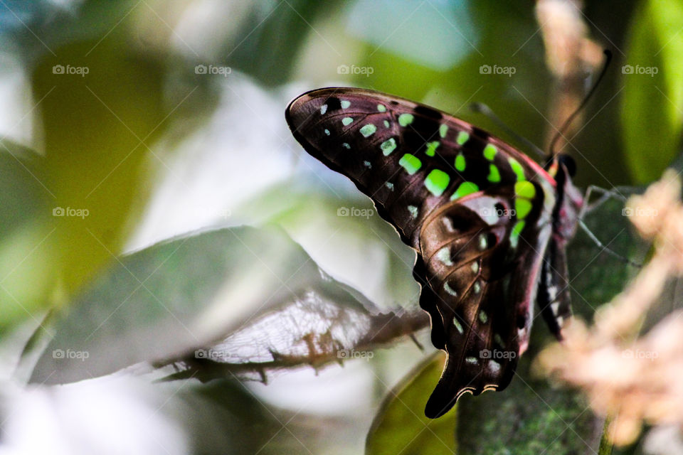 Go Green #butterfly