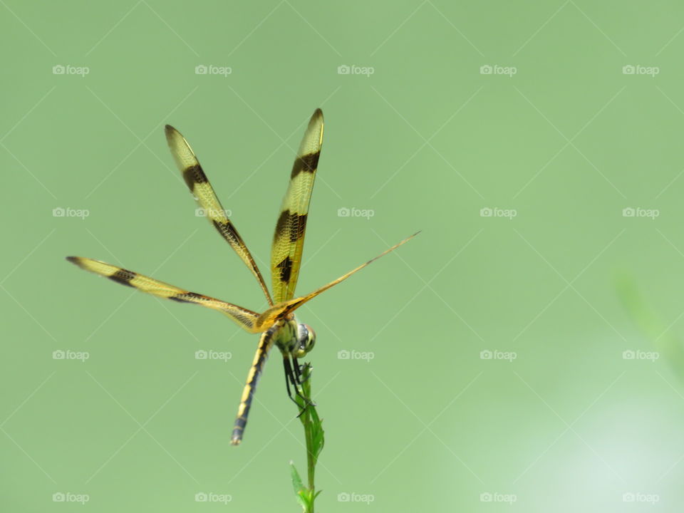 halloween pennant dragonfly