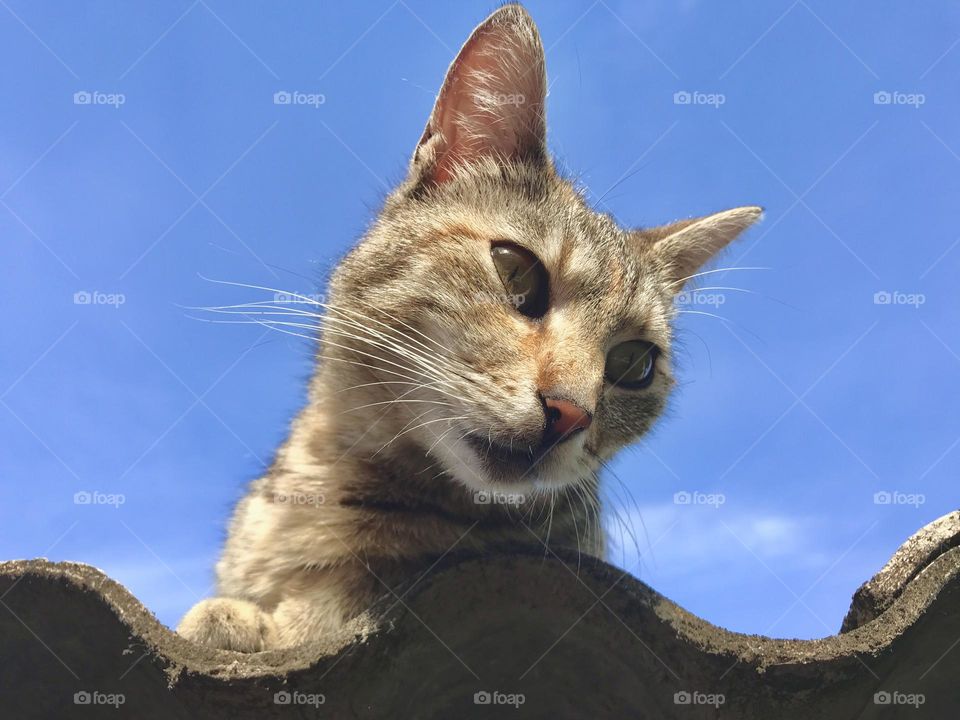 A cat on the roof