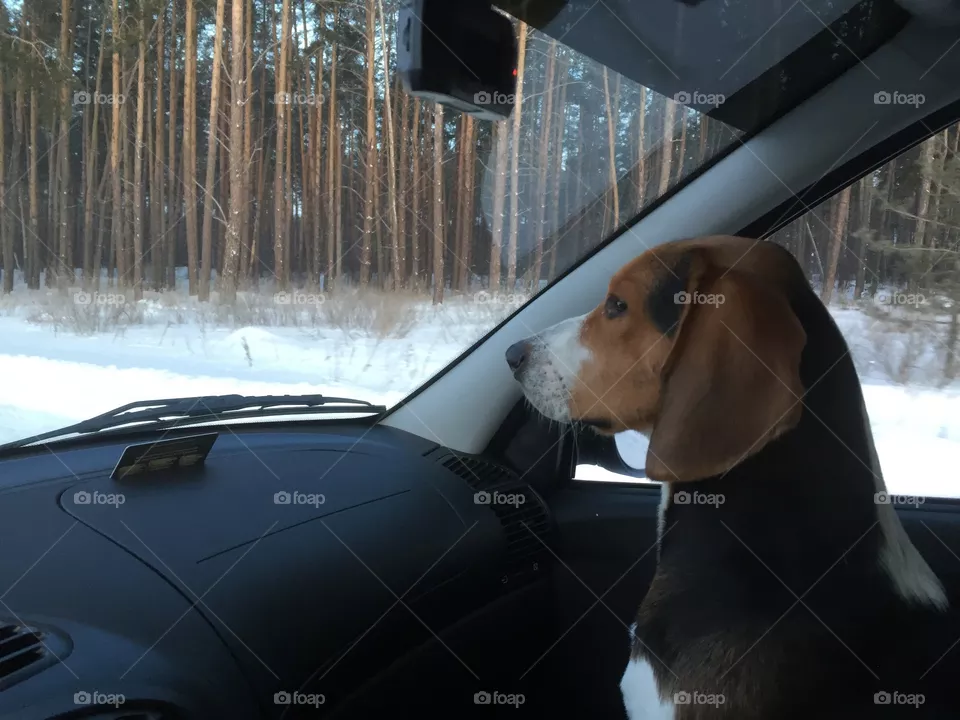 Dog 