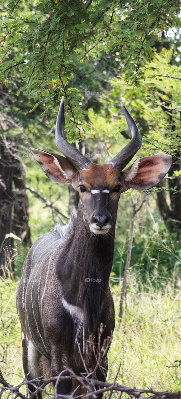 young Njala staredown.