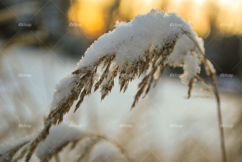 First snowfall 