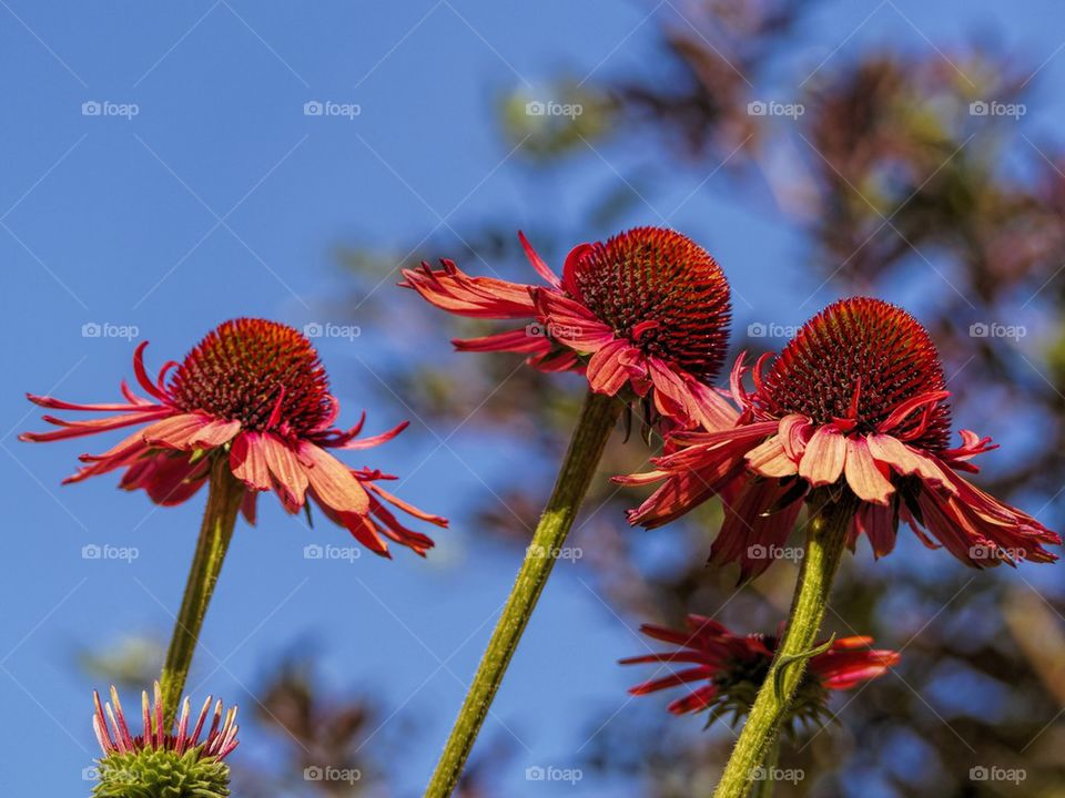 Three Dahlias