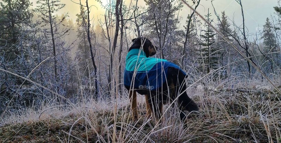 Autumn frost in the Canadian North