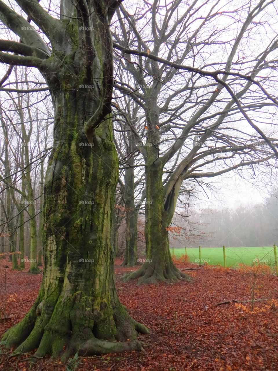 Old Beeches in the Rain
