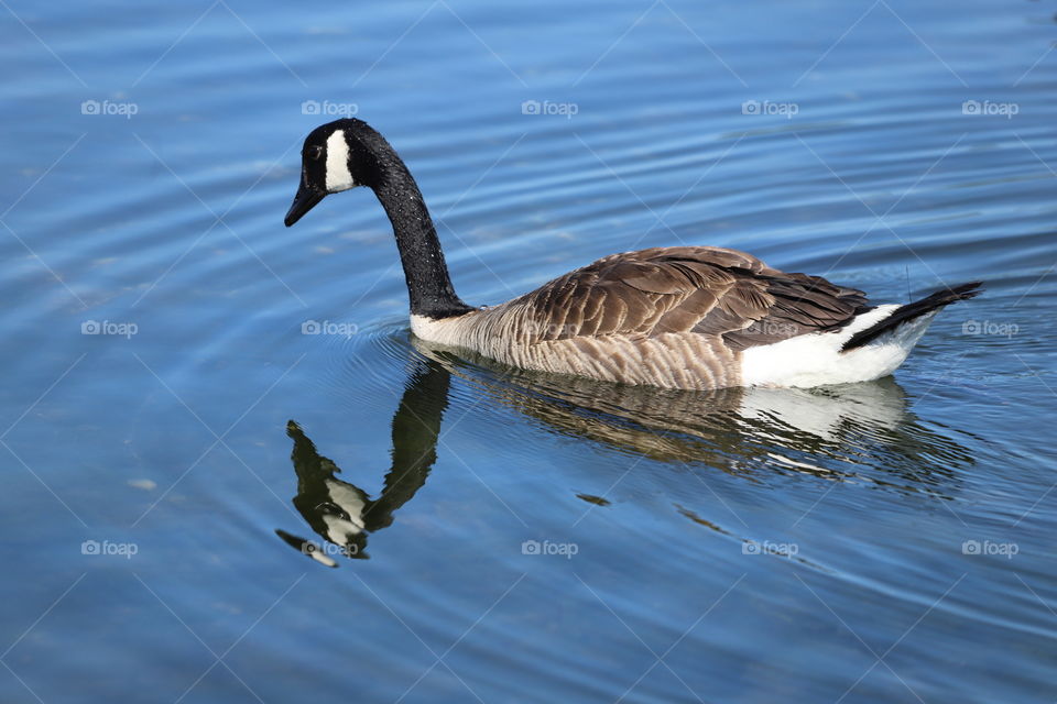 Duck’s shadow in the water