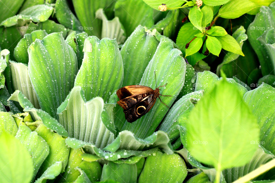 Butterfly and green leaves
