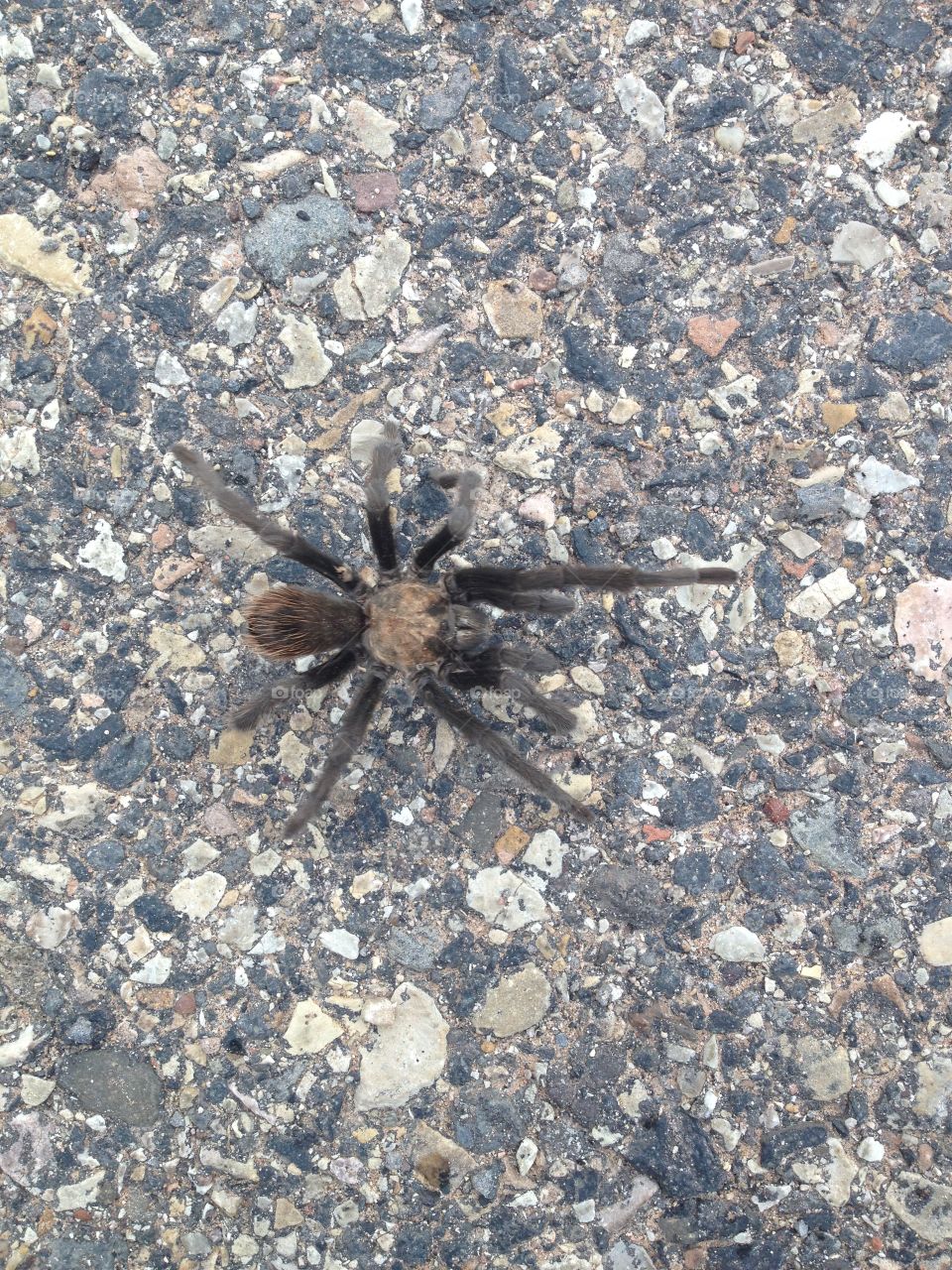 Tarantula 