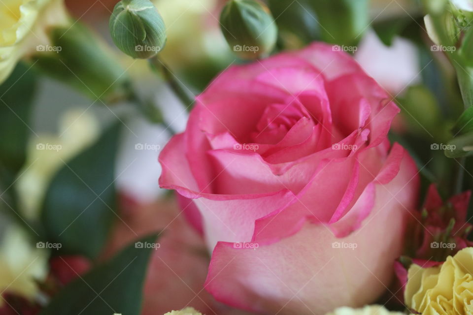 Pink Rose Up Close