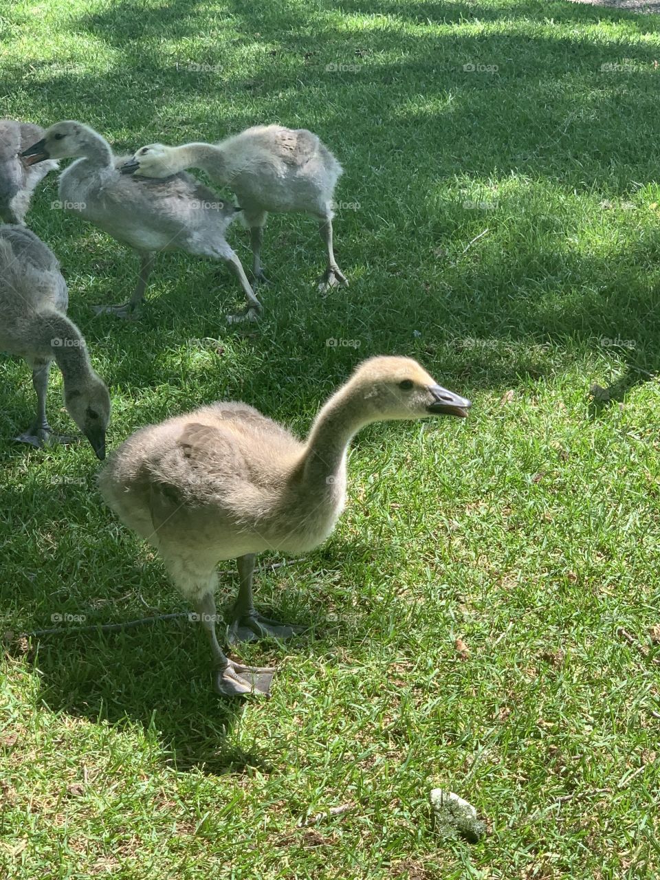 Geese in the park 