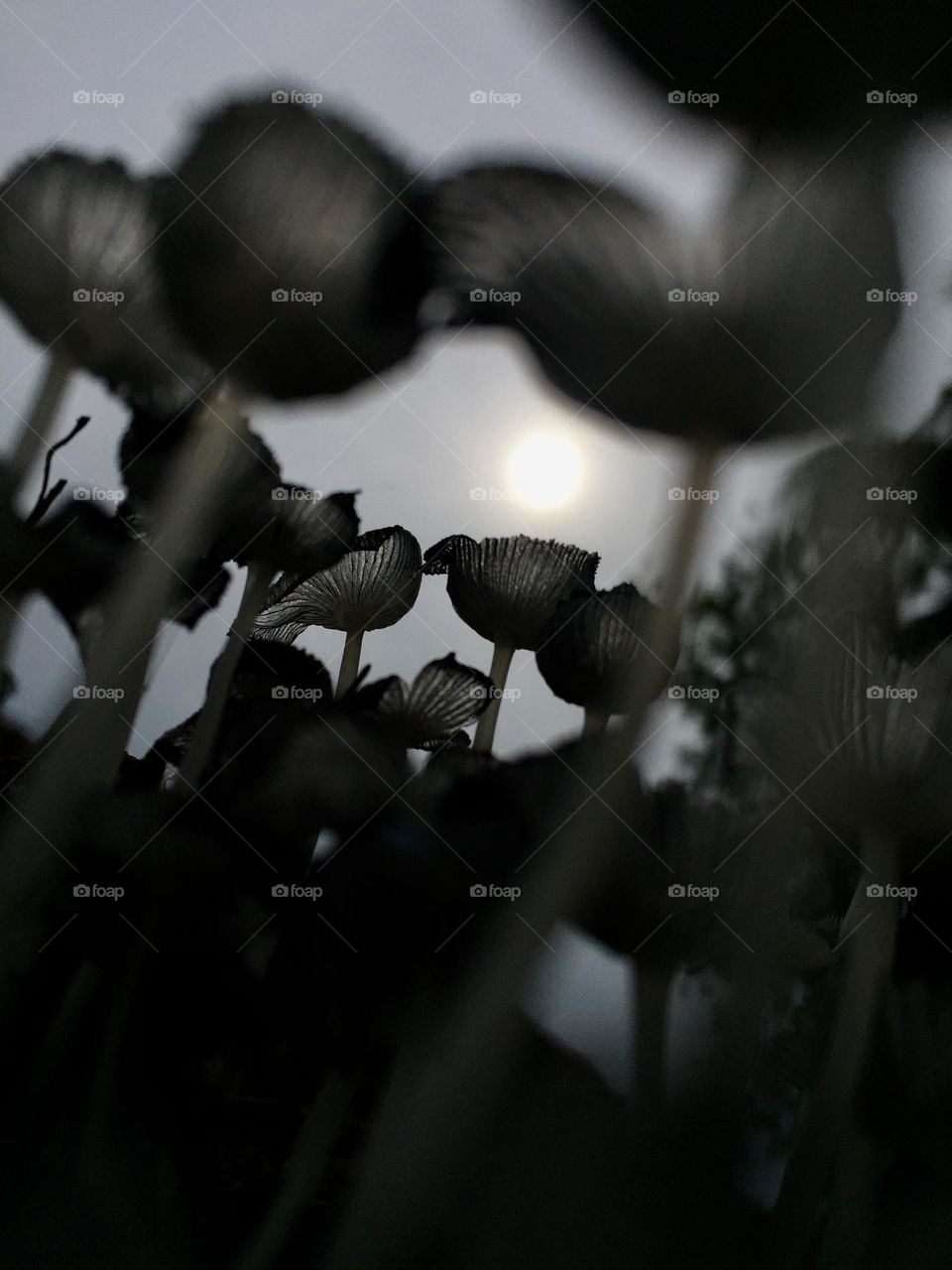 A bunch of tiny mushroom in the midst of cloudy weather.