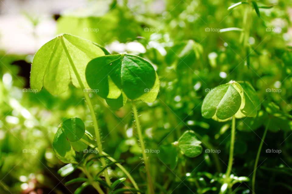 Light shining over clover 