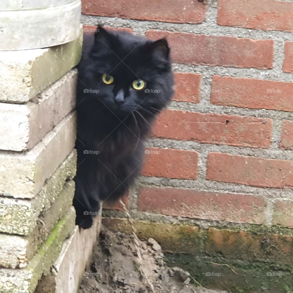 Beautiful black cat Xena