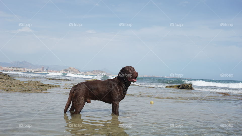 Labrador#canine#dog#animal#beach#sea#nature#pose#relax