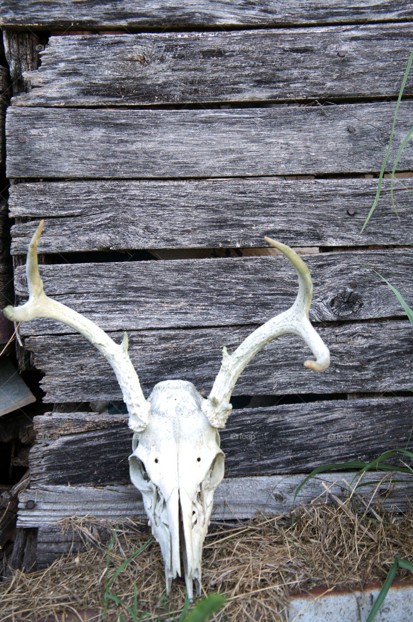 Deer Skull