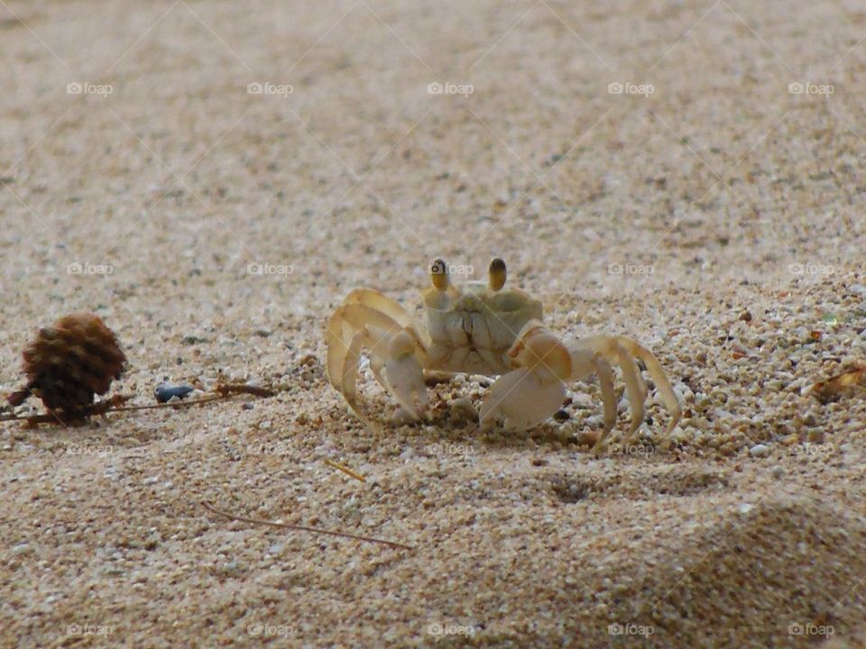 Mr crab