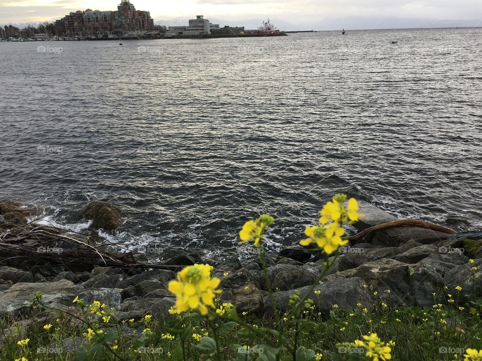 Yellow flowers on a grey day