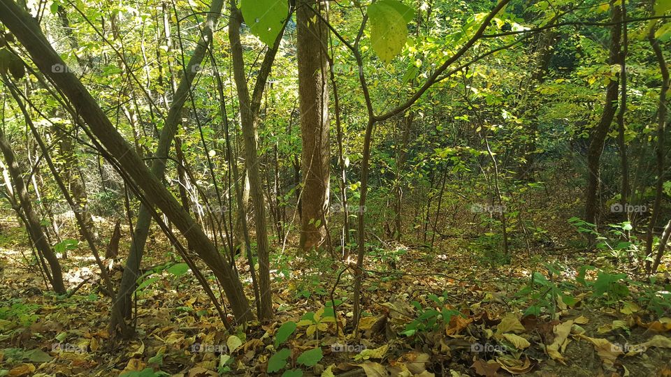 walking through the forest