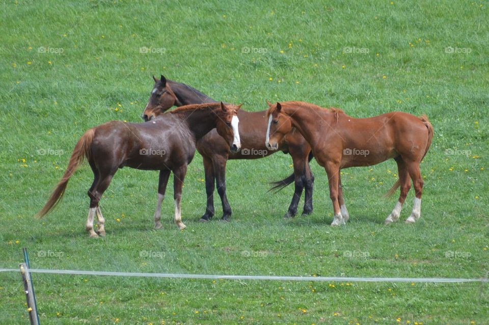 Majestic Horses 
