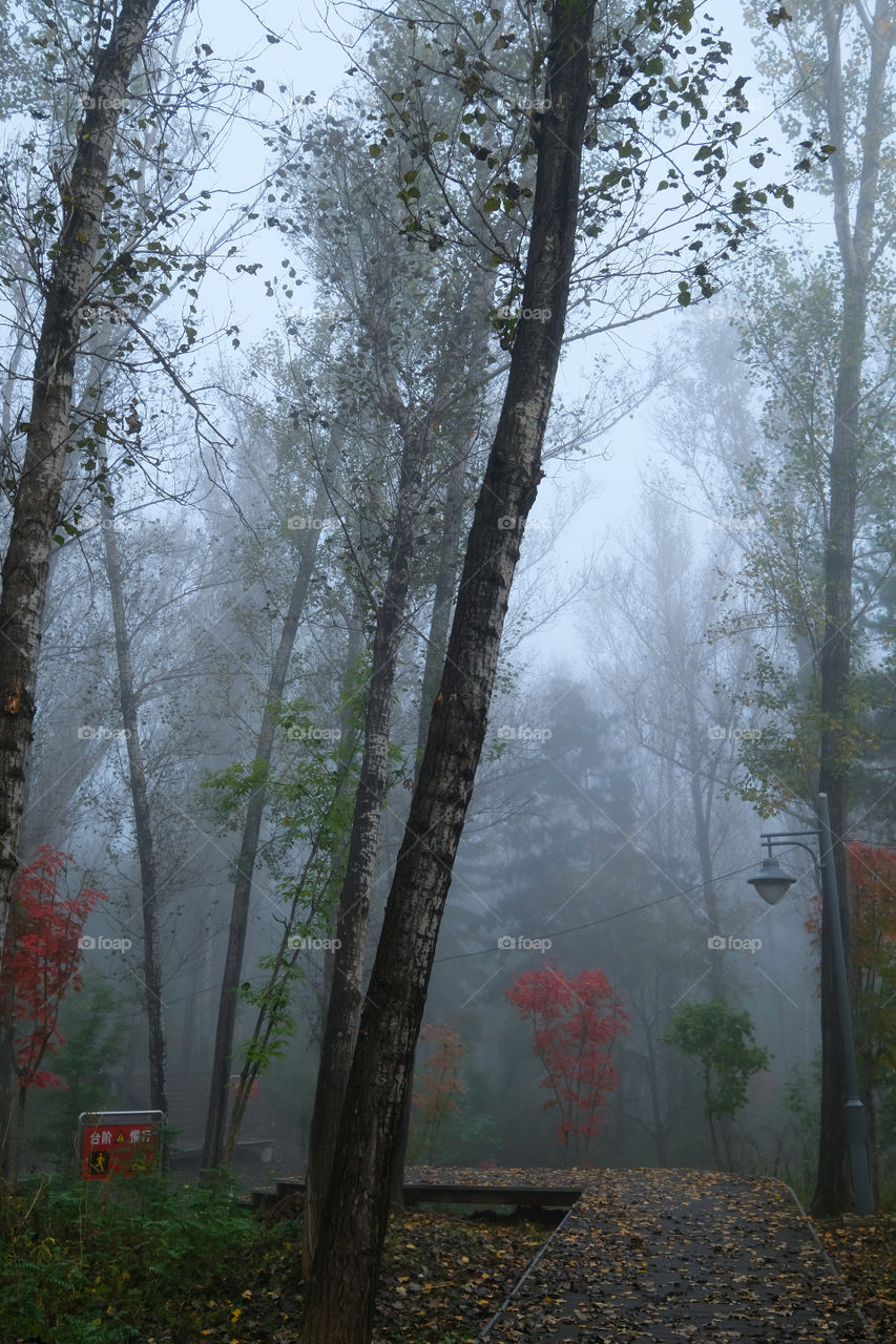 misty forest