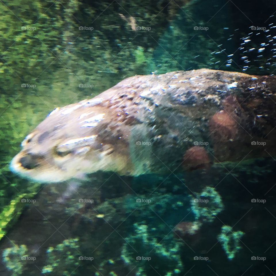 otter swimming