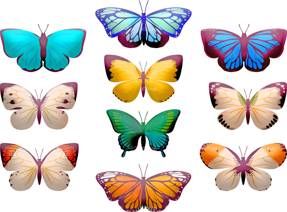 its color butterfly